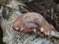Nyírfa-tapló (Fomitopsis betulina), Dél-Pest